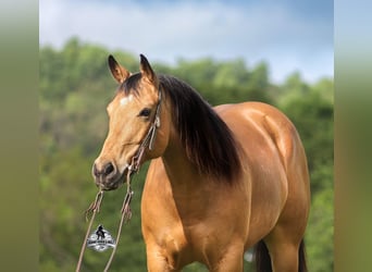 Meer warmbloeden, Ruin, 6 Jaar, 152 cm, Buckskin