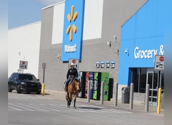 Meer warmbloeden, Ruin, 6 Jaar, 152 cm, Buckskin