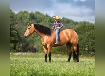 Meer warmbloeden, Ruin, 6 Jaar, 152 cm, Buckskin