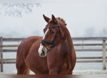 Meer warmbloeden, Ruin, 6 Jaar, 153 cm, Vos