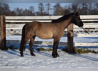 Meer warmbloeden, Ruin, 6 Jaar, 156 cm, Buckskin