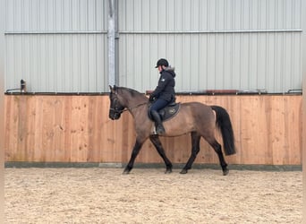 Meer warmbloeden, Ruin, 6 Jaar, 156 cm, Buckskin