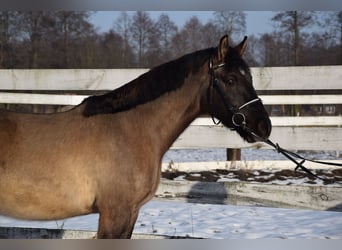 Meer warmbloeden, Ruin, 6 Jaar, 156 cm, Buckskin