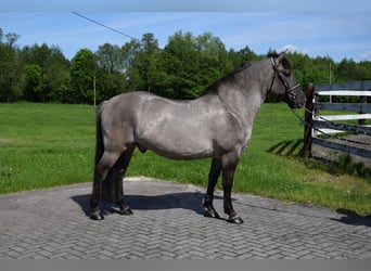 Meer warmbloeden, Ruin, 6 Jaar, 156 cm, Falbe