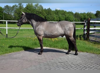 Meer warmbloeden Mix, Ruin, 6 Jaar, 156 cm, Falbe