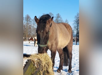 Meer warmbloeden Mix, Ruin, 6 Jaar, 157 cm, Buckskin