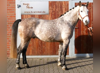 Meer warmbloeden, Ruin, 6 Jaar, 158 cm, Appelschimmel