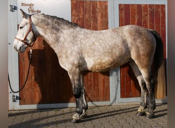 Meer warmbloeden, Ruin, 6 Jaar, 158 cm, Appelschimmel