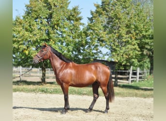 Meer warmbloeden, Ruin, 6 Jaar, 158 cm, Bruin