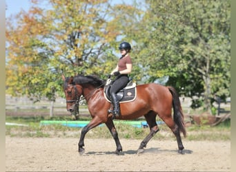 Meer warmbloeden, Ruin, 6 Jaar, 158 cm, Bruin