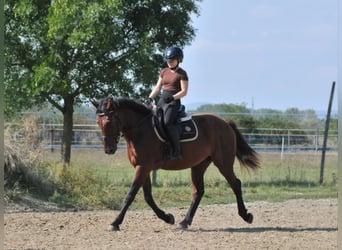 Meer warmbloeden, Ruin, 6 Jaar, 158 cm, Bruin