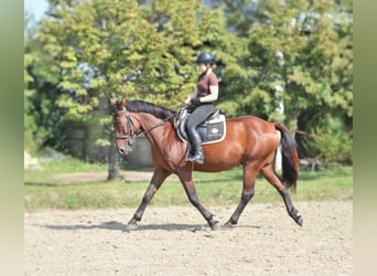 Meer warmbloeden, Ruin, 6 Jaar, 158 cm, Bruin