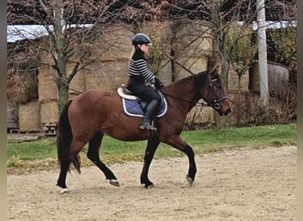 Meer warmbloeden, Ruin, 6 Jaar, 159 cm, Bruin