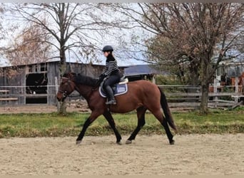 Meer warmbloeden, Ruin, 6 Jaar, 159 cm, Bruin