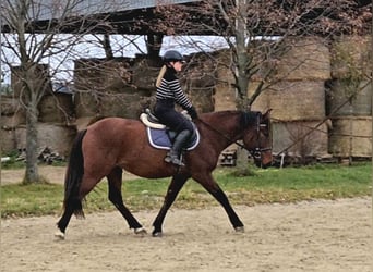 Meer warmbloeden, Ruin, 6 Jaar, 159 cm, Bruin