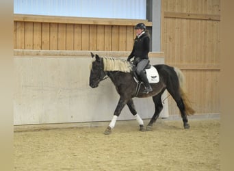 Meer warmbloeden, Ruin, 6 Jaar, 160 cm