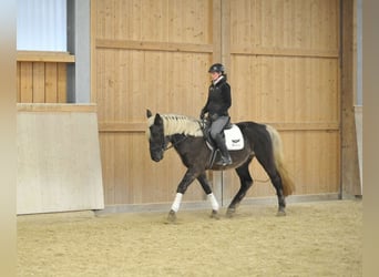 Meer warmbloeden, Ruin, 6 Jaar, 160 cm