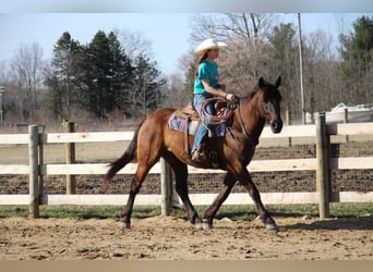 Meer warmbloeden, Ruin, 6 Jaar, 160 cm, Roodbruin