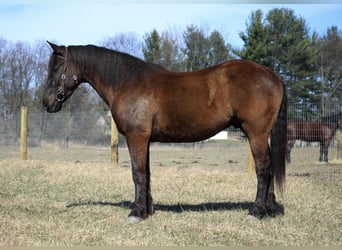 Meer warmbloeden, Ruin, 6 Jaar, 160 cm, Roodbruin