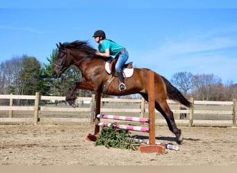 Meer warmbloeden, Ruin, 6 Jaar, 160 cm, Roodbruin