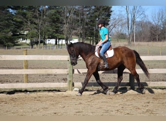 Meer warmbloeden, Ruin, 6 Jaar, 160 cm, Roodbruin