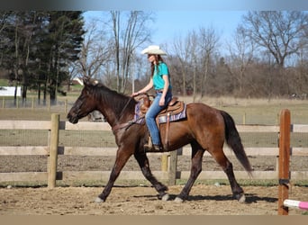 Meer warmbloeden, Ruin, 6 Jaar, 160 cm, Roodbruin