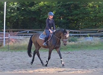 Meer warmbloeden, Ruin, 6 Jaar, 161 cm, Donkerbruin