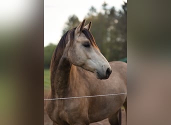 Meer warmbloeden, Ruin, 6 Jaar, 162 cm, Falbe