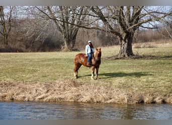 Meer warmbloeden, Ruin, 6 Jaar, 165 cm, Donkere-vos