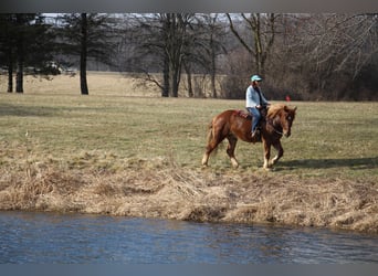 Meer warmbloeden, Ruin, 6 Jaar, 165 cm, Donkere-vos