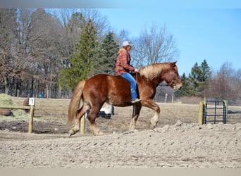 Meer warmbloeden, Ruin, 6 Jaar, 165 cm, Donkere-vos