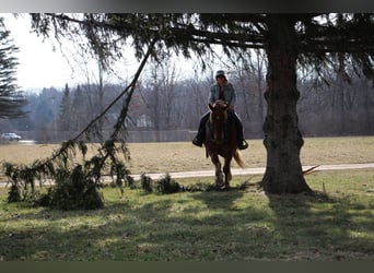 Meer warmbloeden, Ruin, 6 Jaar, 165 cm, Donkere-vos