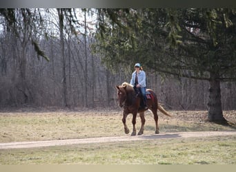 Meer warmbloeden, Ruin, 6 Jaar, 165 cm, Donkere-vos