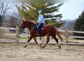 Meer warmbloeden, Ruin, 6 Jaar, 165 cm, Donkere-vos