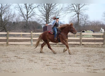 Meer warmbloeden, Ruin, 6 Jaar, 165 cm, Donkere-vos