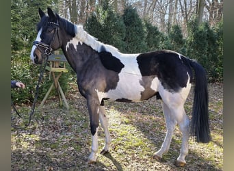 Meer warmbloeden, Ruin, 6 Jaar, 165 cm, Gevlekt-paard
