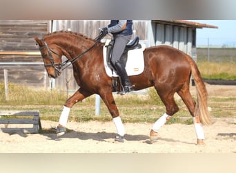 Meer warmbloeden, Ruin, 6 Jaar, 166 cm, Donkere-vos