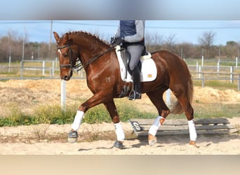 Meer warmbloeden, Ruin, 6 Jaar, 166 cm, Donkere-vos