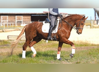 Meer warmbloeden, Ruin, 6 Jaar, 166 cm, Donkere-vos