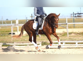 Meer warmbloeden, Ruin, 6 Jaar, 166 cm, Donkere-vos