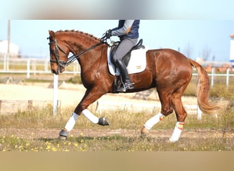 Meer warmbloeden, Ruin, 6 Jaar, 166 cm, Donkere-vos