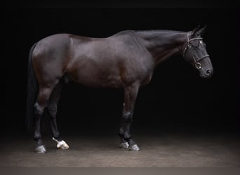 Meer warmbloeden, Ruin, 6 Jaar, 166 cm, Zwart