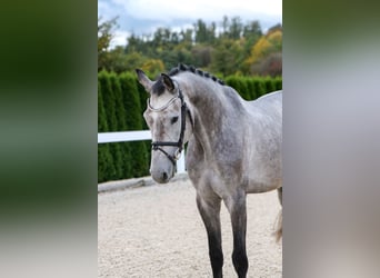 Meer warmbloeden, Ruin, 6 Jaar, 166 cm, Zwartschimmel