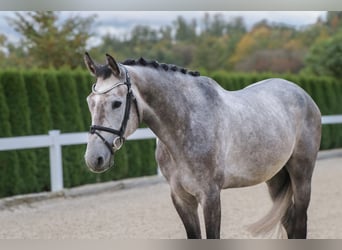 Meer warmbloeden, Ruin, 6 Jaar, 166 cm, Zwartschimmel