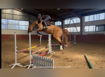 Meer warmbloeden, Ruin, 6 Jaar, 167 cm, Vos