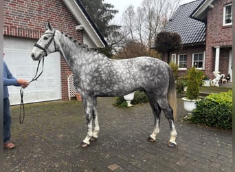 Meer warmbloeden, Ruin, 6 Jaar, 168 cm, Appelschimmel