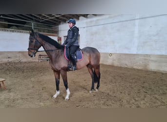Meer warmbloeden, Ruin, 6 Jaar, 168 cm, Brauner