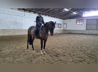 Meer warmbloeden, Ruin, 6 Jaar, 168 cm, Brauner