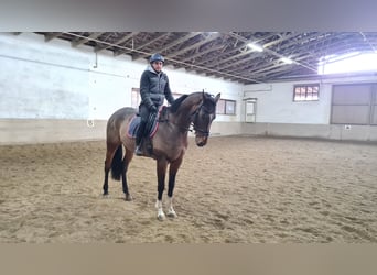 Meer warmbloeden, Ruin, 6 Jaar, 168 cm, Brauner