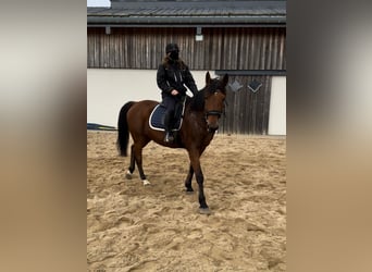 Meer warmbloeden, Ruin, 6 Jaar, 168 cm, Bruin